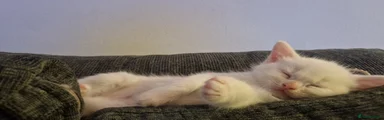 Maine Coon 7