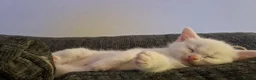 Maine Coon cats for sale: Kittens ready for forever home - Advert 3