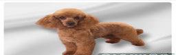 Cavapoo dogs for sale: Gorgeous F1 Cavapoo’s  - Advert 4