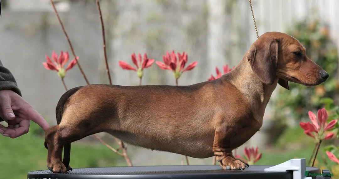 Dachshund dogs for sale: miniature dachshunds - Advert 2