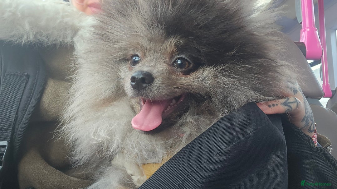 Pomeranian dogs for sale: Black merle female Pomeranian - Advert 5