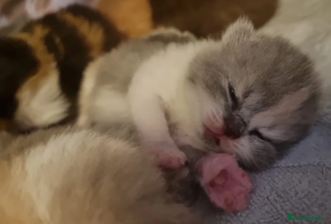 British Shorthair cats for sale: Pedigree Registered British Shorthair kittens   - Advert 22