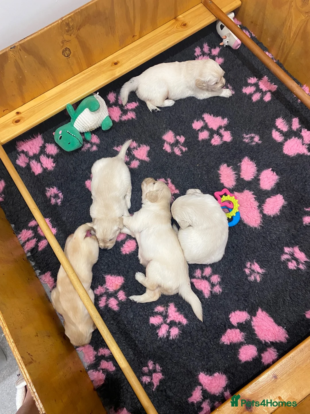 Golden Retriever dogs for sale: Golden Retriever - Advert 13