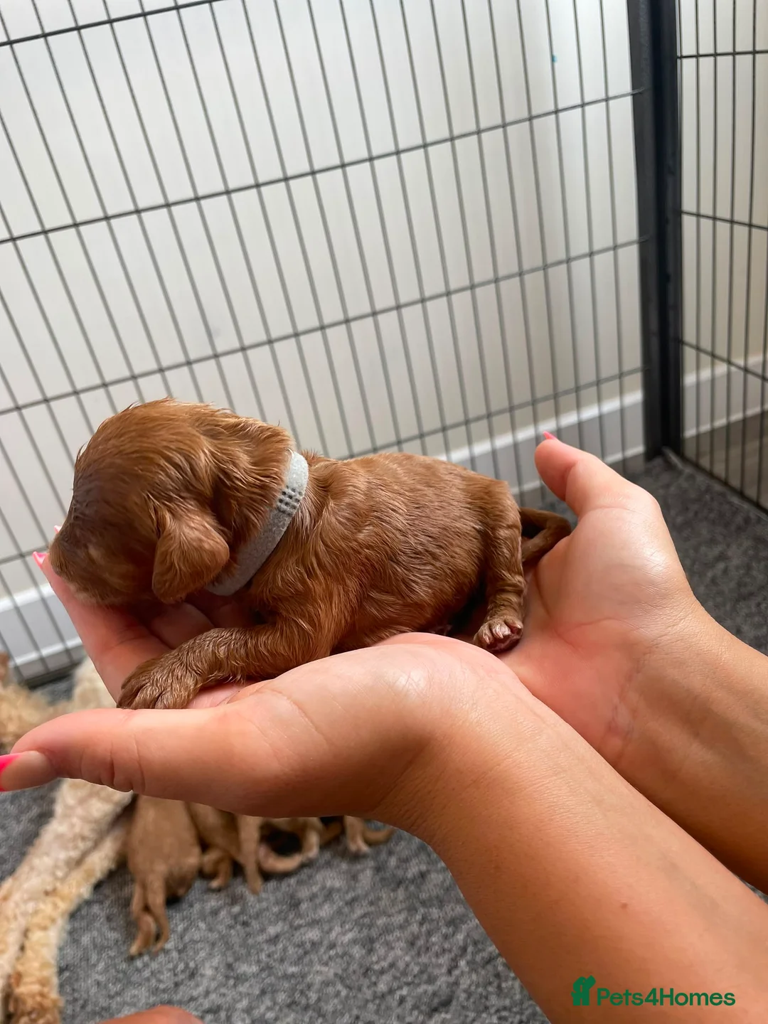 Cockapoo dogs for sale: Beautiful Cockapoo Puppies - Advert 19
