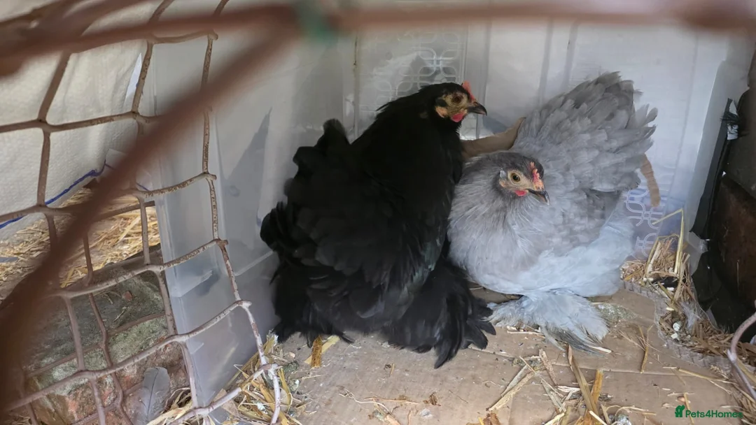 Chickens poultry for sale: Two Pekin Bantam hens - Advert 2