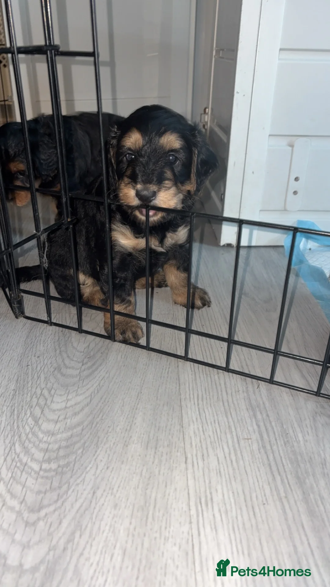 Cockapoo dogs for sale: 2 beautiful boys F2B - Advert 2