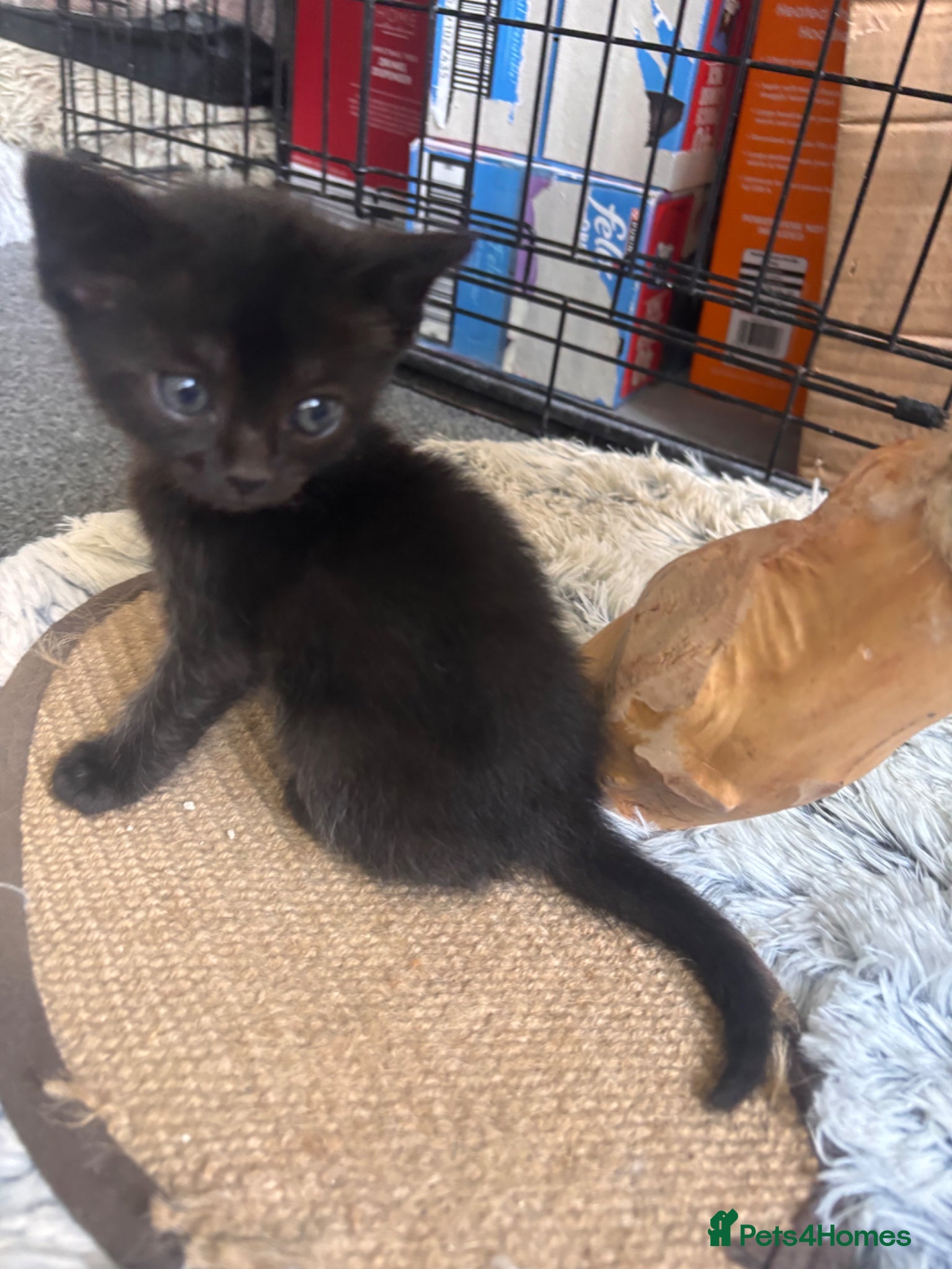 Mixed Breed cats for sale: Male kittens - Advert 7