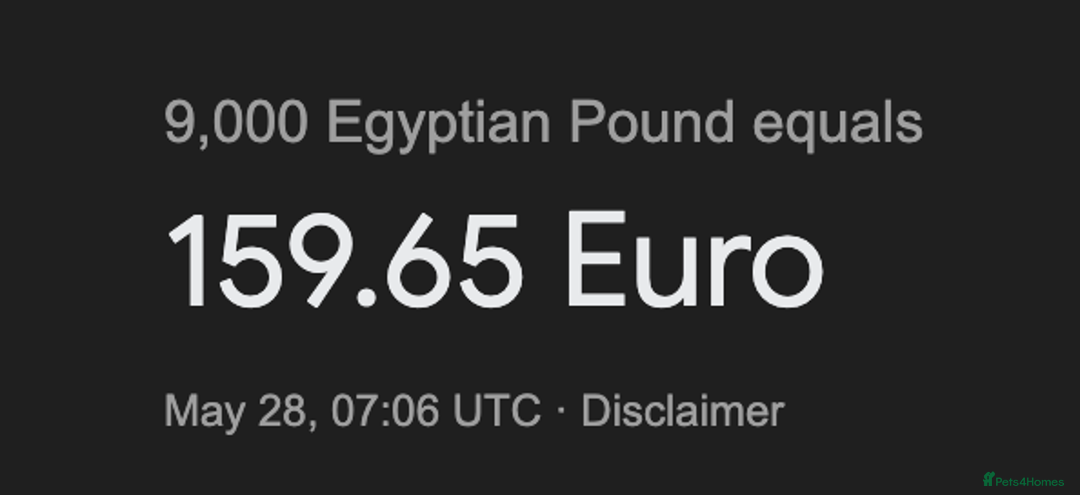 Akita dogs for sale: TEST LISTINGS - Advert 1