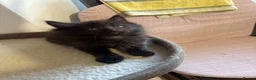 Mixed Breed cats for sale: Half ragdoll kittens! - Advert 3
