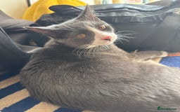 Mixed Breed cats for sale: meet winston  - Image 4