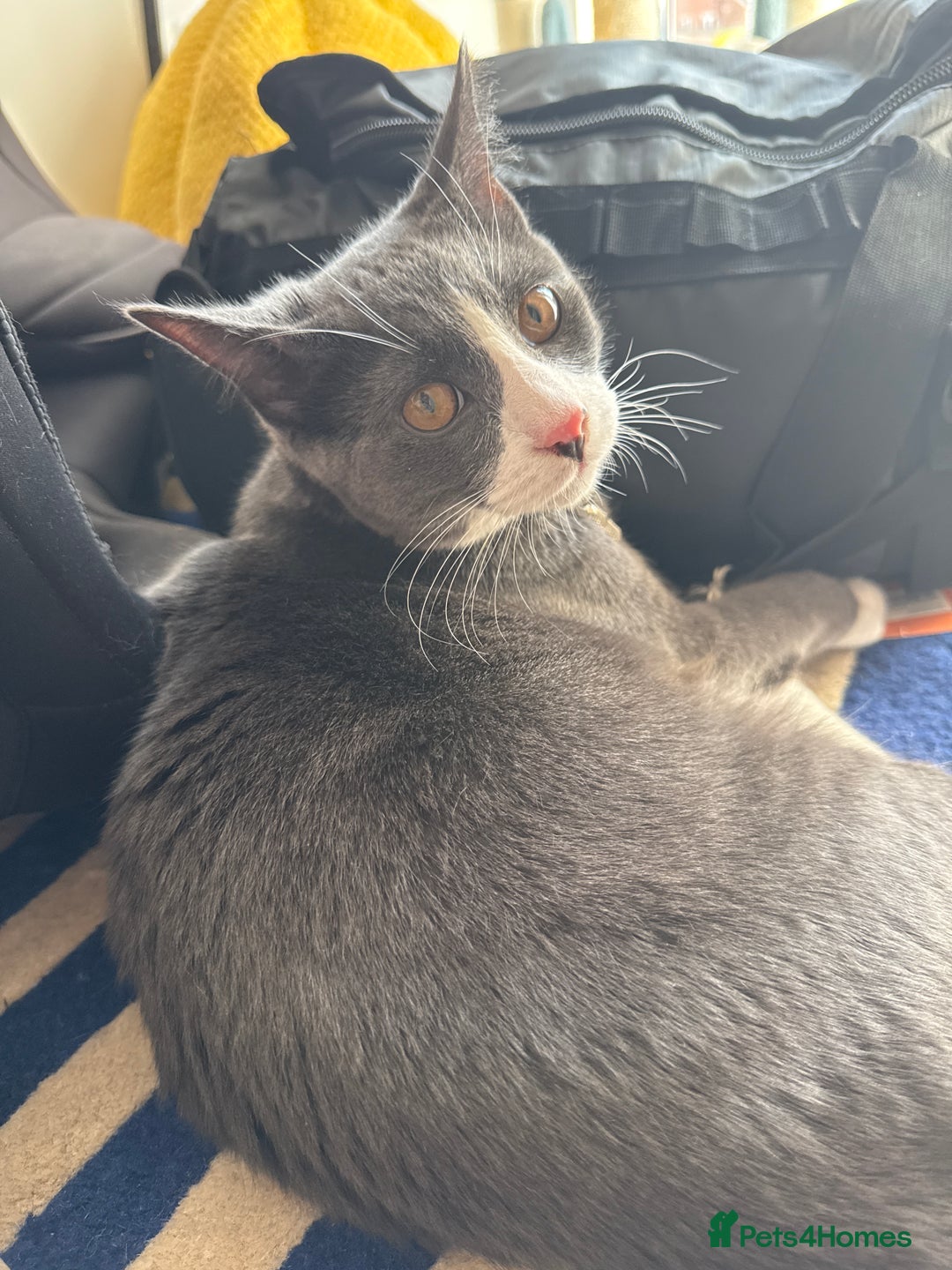 Mixed Breed cats for sale: meet winston  - Image 4