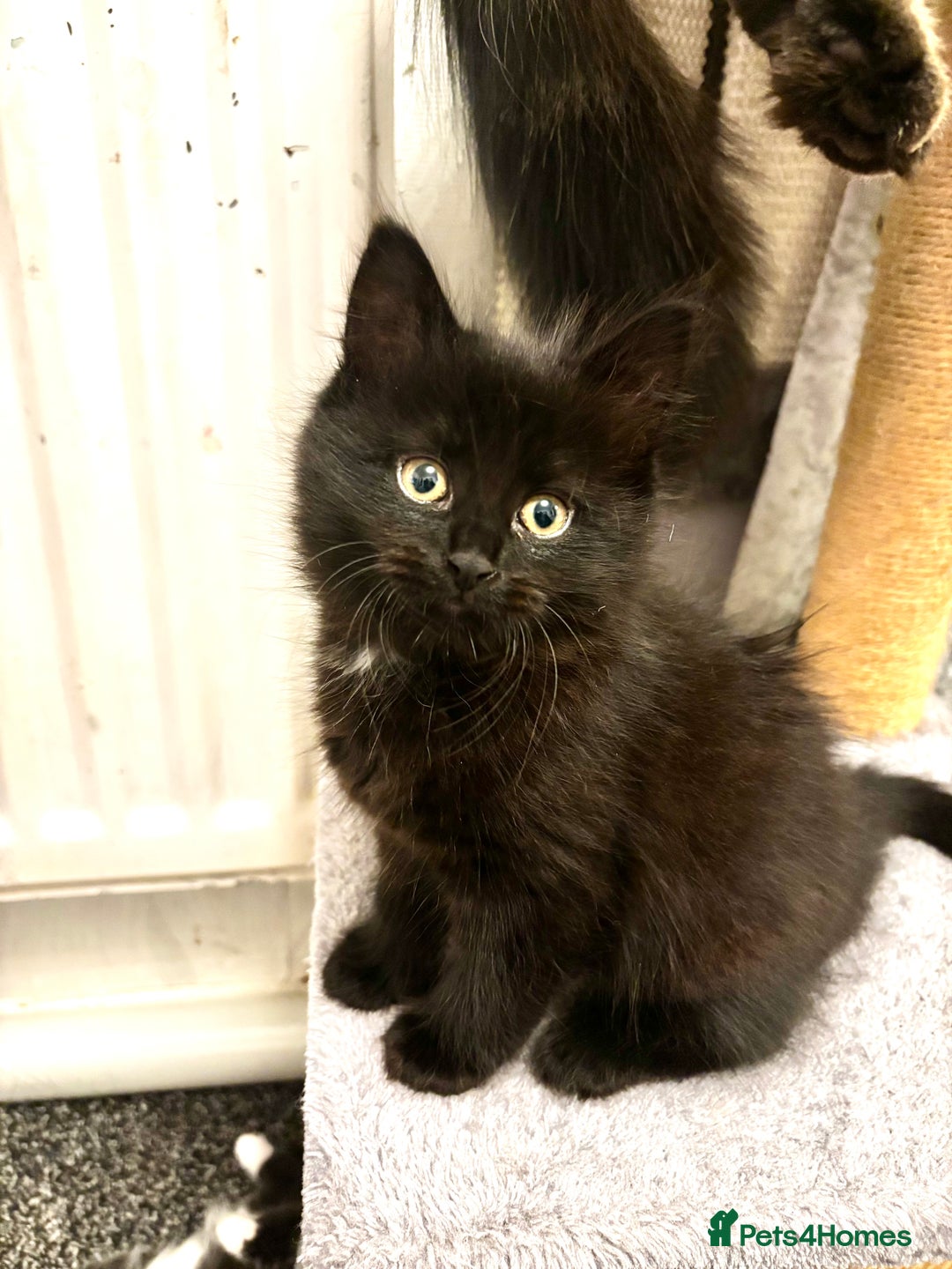 Mixed Breed cats for sale: Very fluffy, playful kittens - Advert 18
