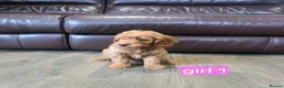 Cockapoo dogs for sale: Adorable F1 Cockapoo pups ♥️🐕🐾 in Bury Saint Edmunds - Advert 5
