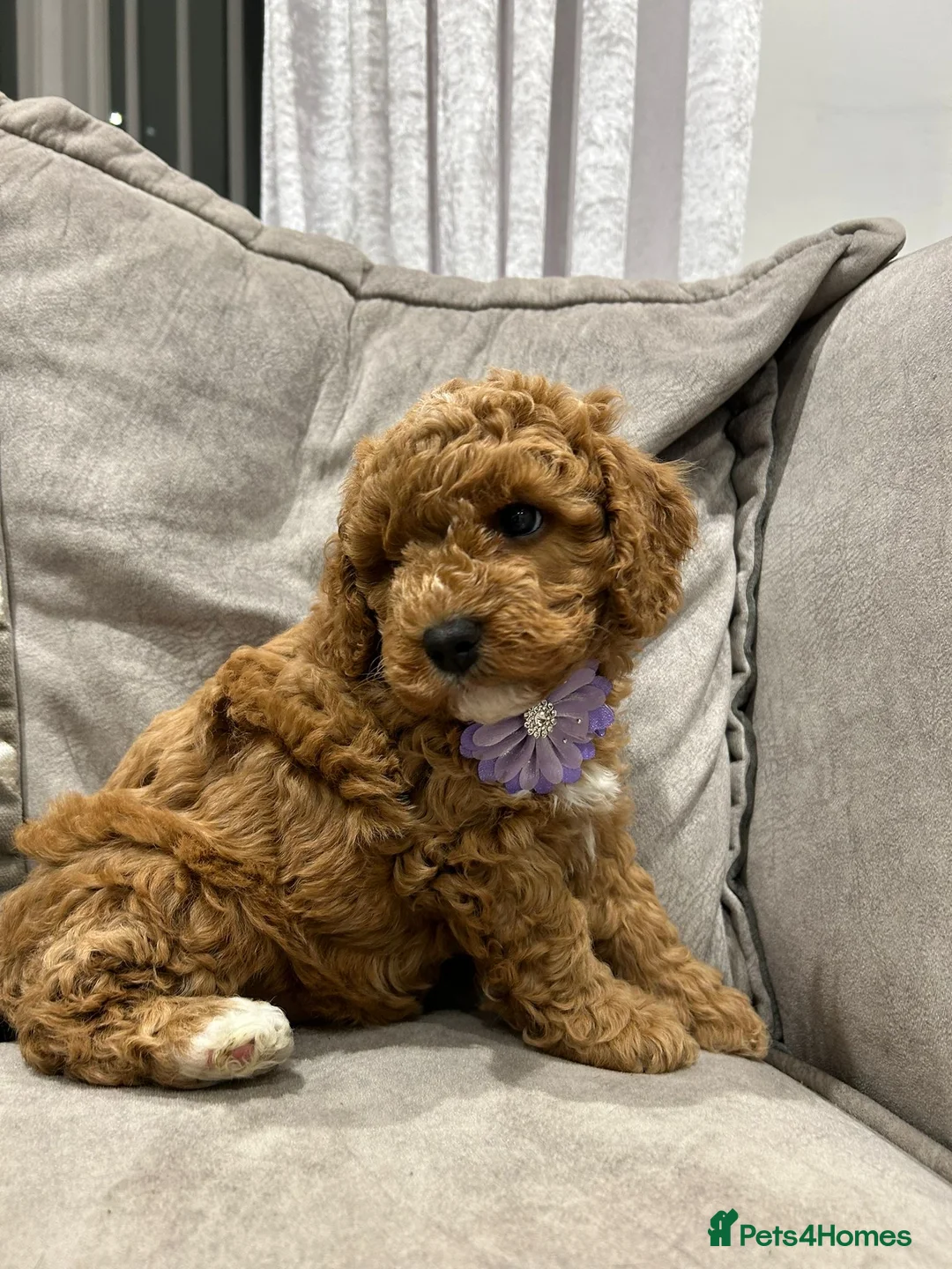 Cavapoo dogs for sale: F1b cavapoo puppies - Advert 3