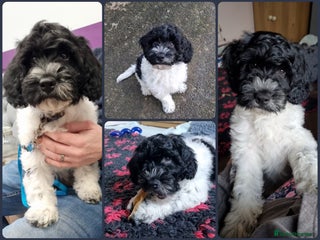 Cockapoo dogs Gorgeous Cockapoo from ethical home breeder - Advert 4