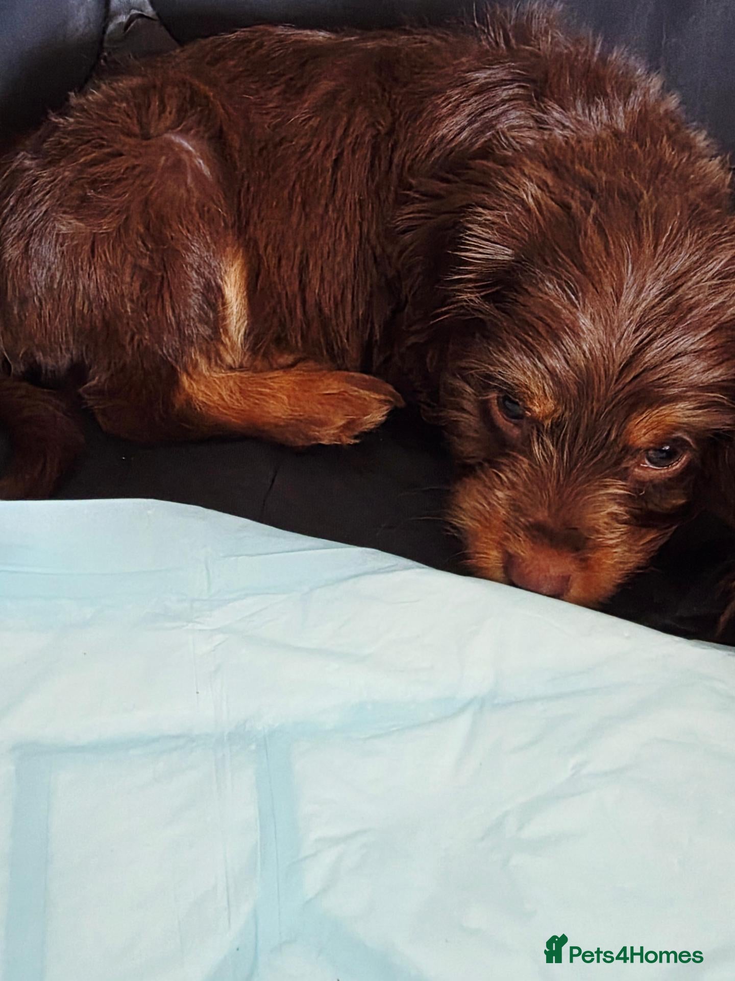 Cockapoo dogs COCKAPOO £975 - Advert 2