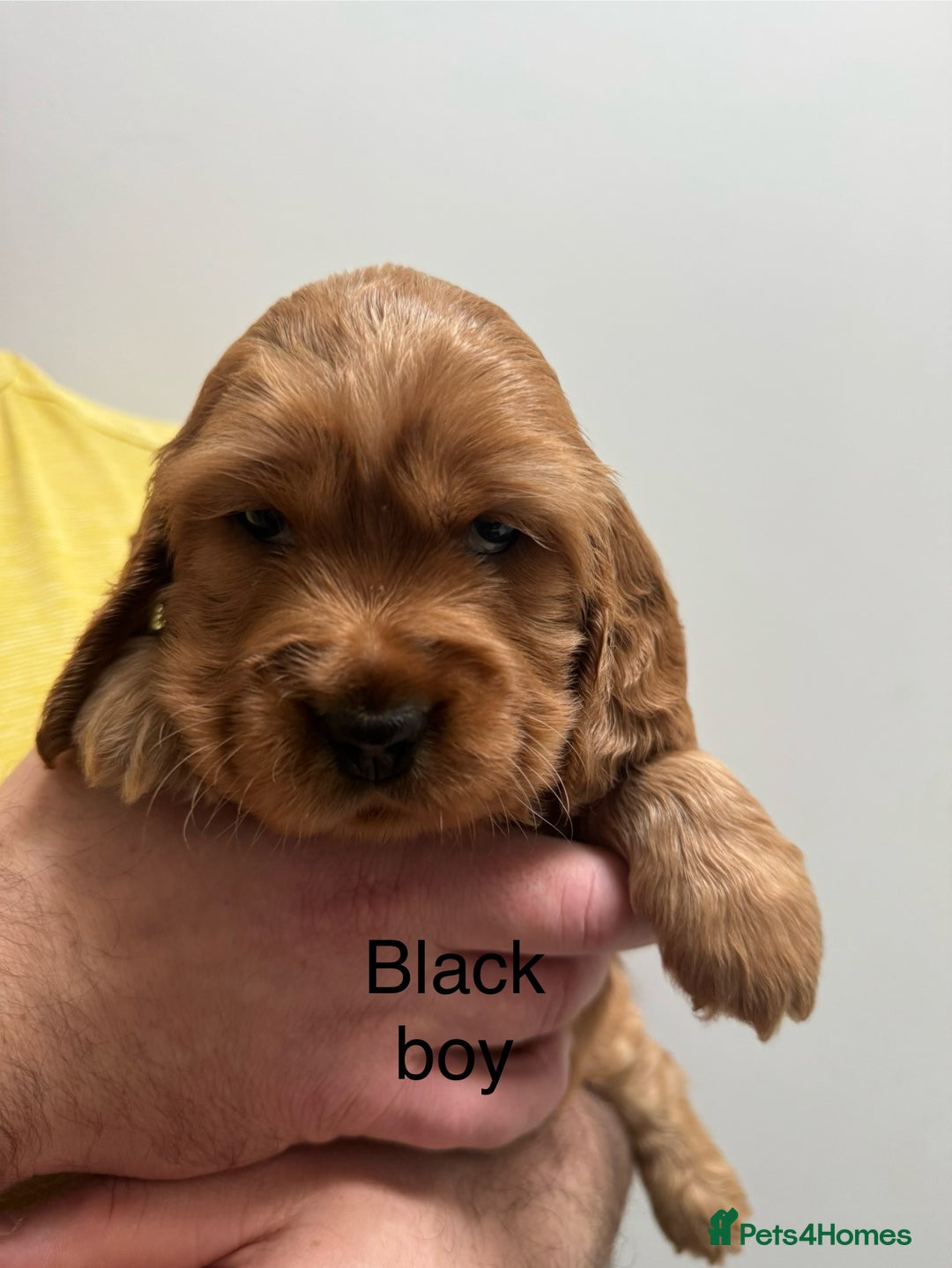 Cocker Spaniel dogs for sale: Show type cocker spaniels - Advert 2