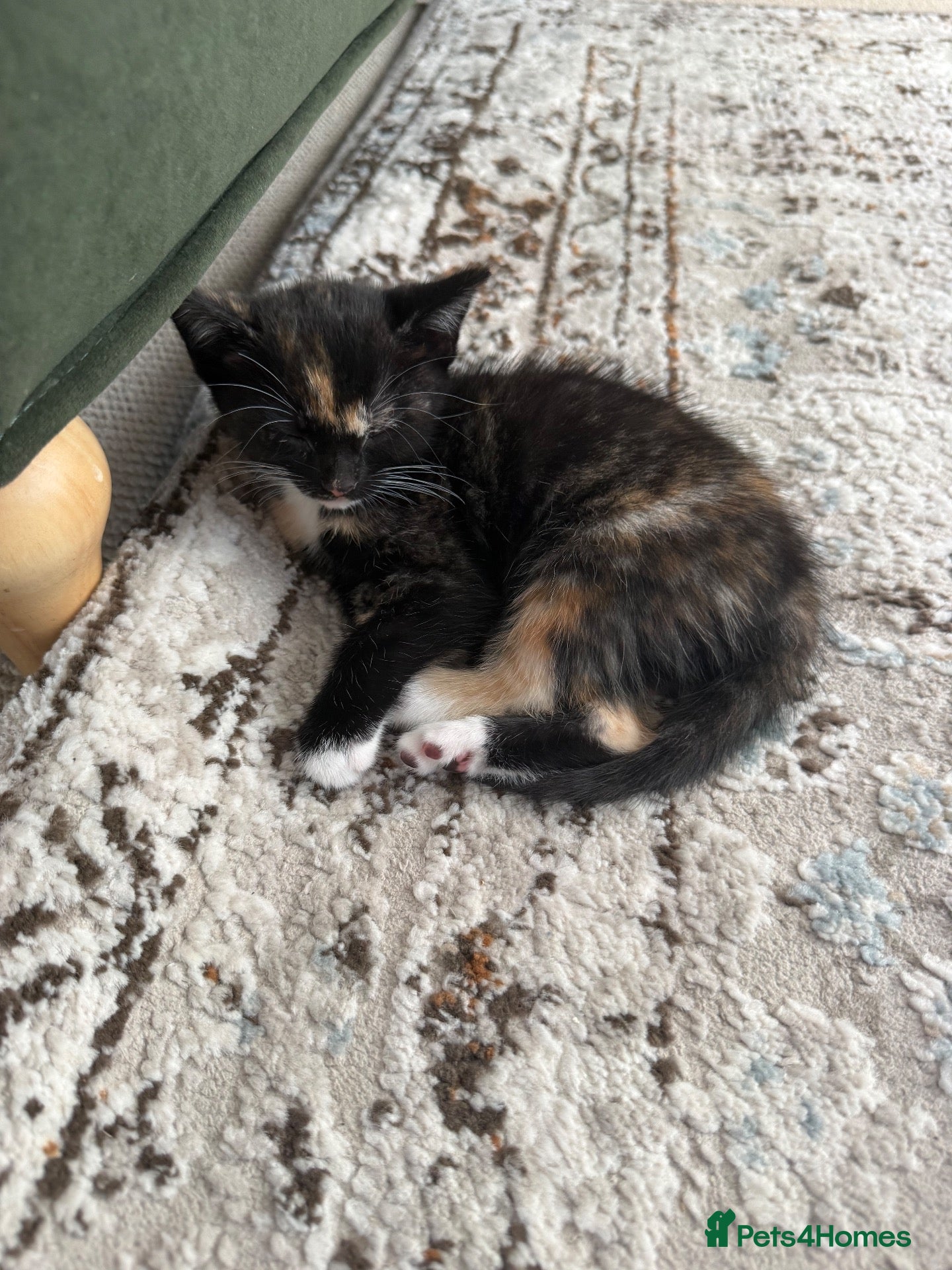 Mixed Breed cats 1 female kitten left - ready now - Advert 14