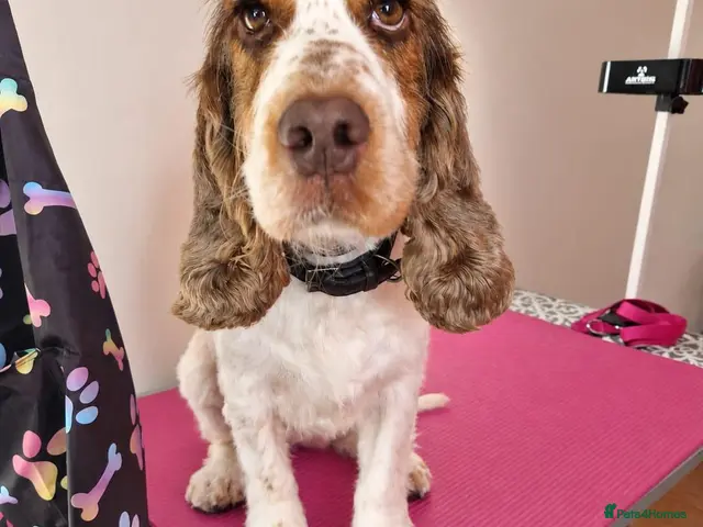 Cocker Spaniel dogs for stud: Show cocker Chocolate Roan stud - Advert 1