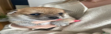 Pomchi 1