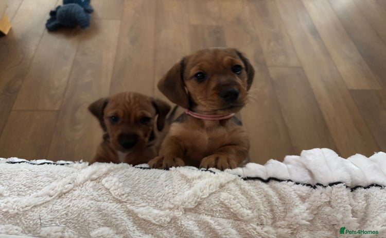 Dachshund dogs Tekel (wire haired dachshund) READY TO GO NOW - Advert 14