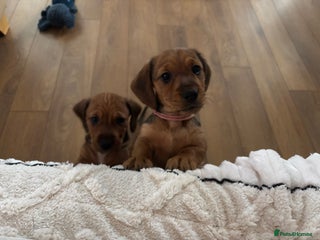 Dachshund dogs Tekel (wire haired dachshund) READY TO GO NOW - Advert 15