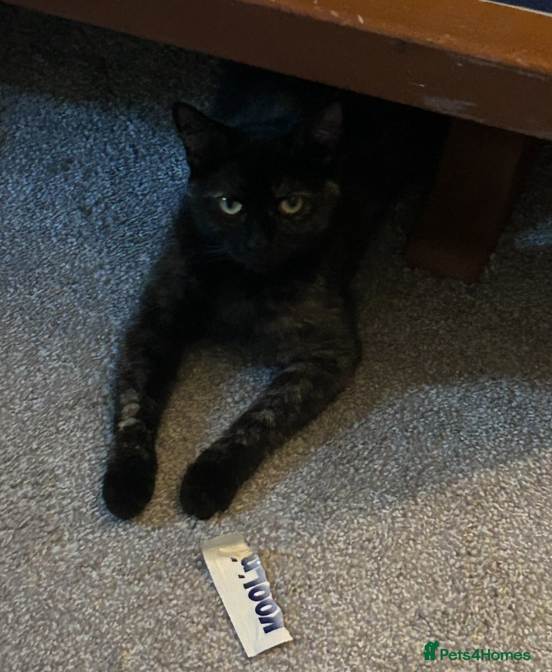 Mixed Breed cats for sale: Cute April Fools Kitty for Sale  - Advert 3