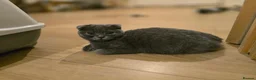 Scottish Fold cats for sale: 😼Last boy 😻SCOTTISH FOLD 😽 - Advert 8