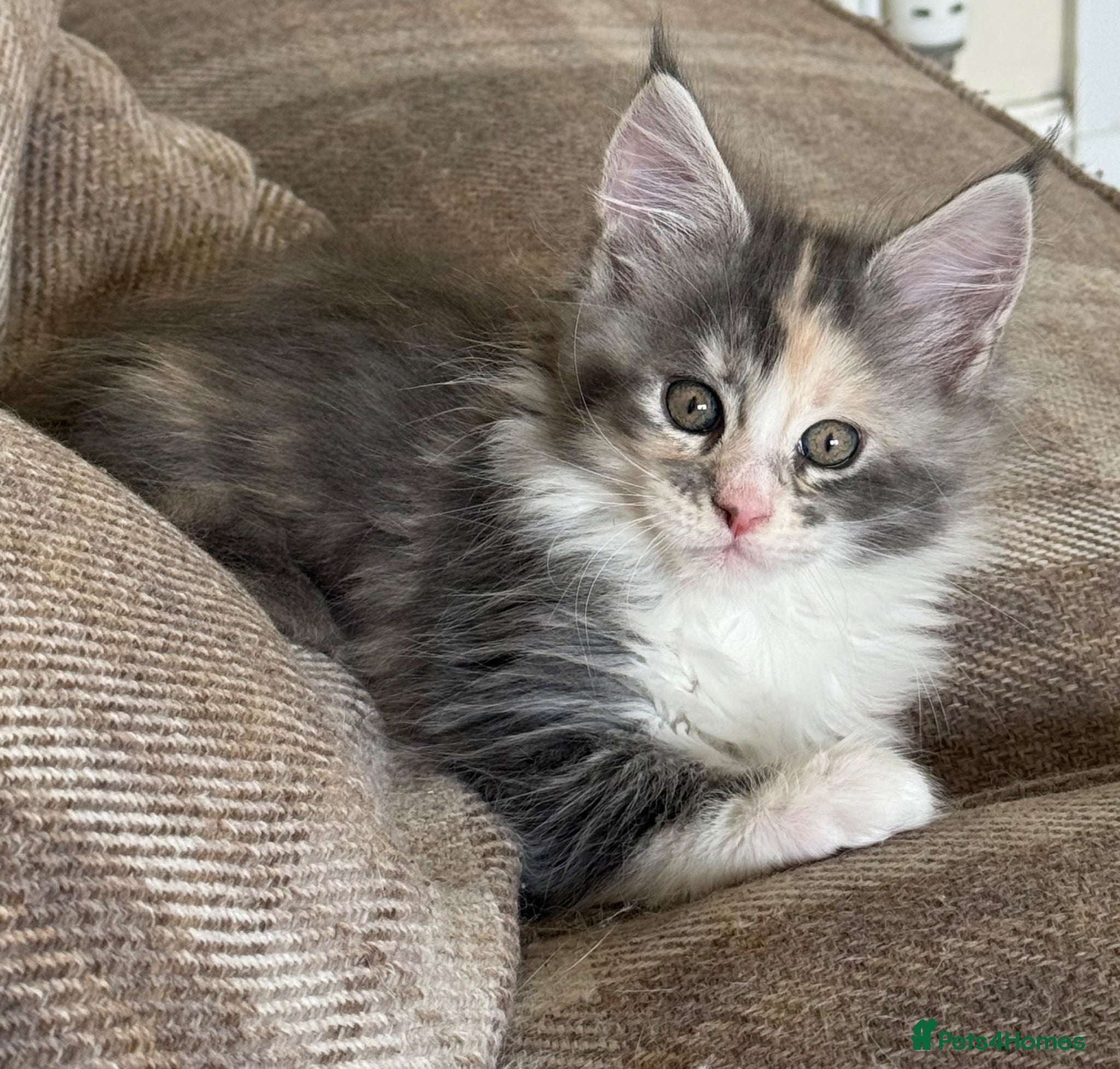 Maine Coon cats Maine Coon Kittens - Advert 16