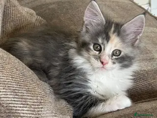 Maine Coon cats Maine Coon Kittens - Advert 17