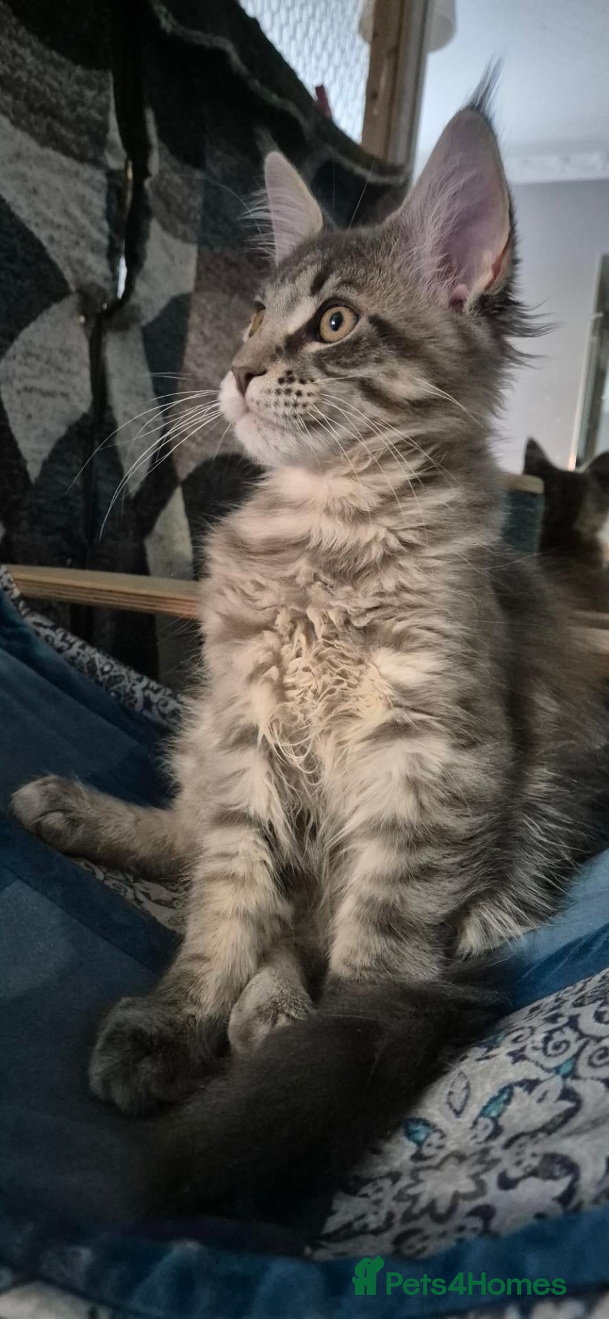 Maine Coon cats Paradaiseforyou Maine Coon Boys AVAILABLE (Large) - Advert 2