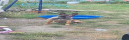 Belgian Shepherd Dog dogs for sale: Ringsport fci malinois x knpv dutch shepard - Advert 4