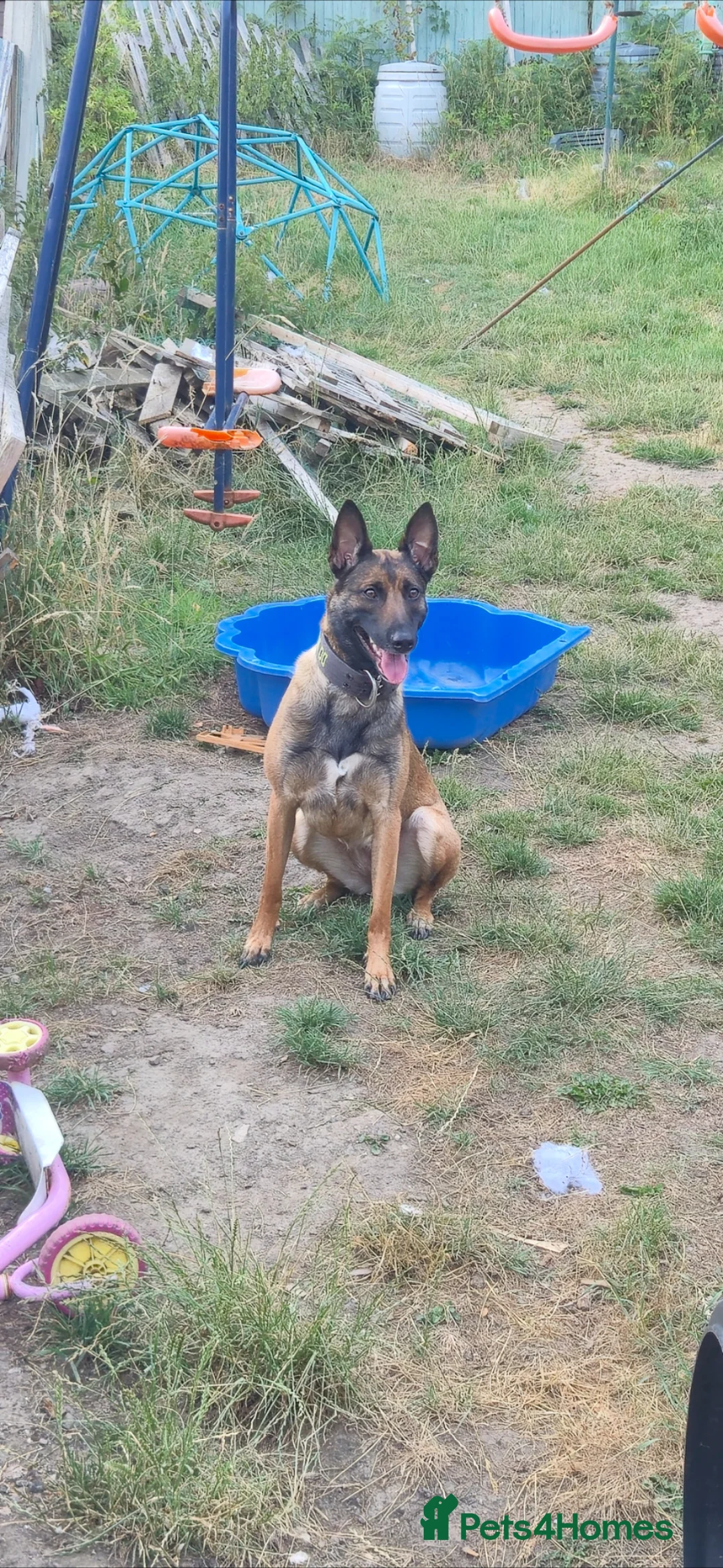Belgian Shepherd Dog dogs for sale: Ringsport fci malinois x knpv dutch shepard - Advert 4