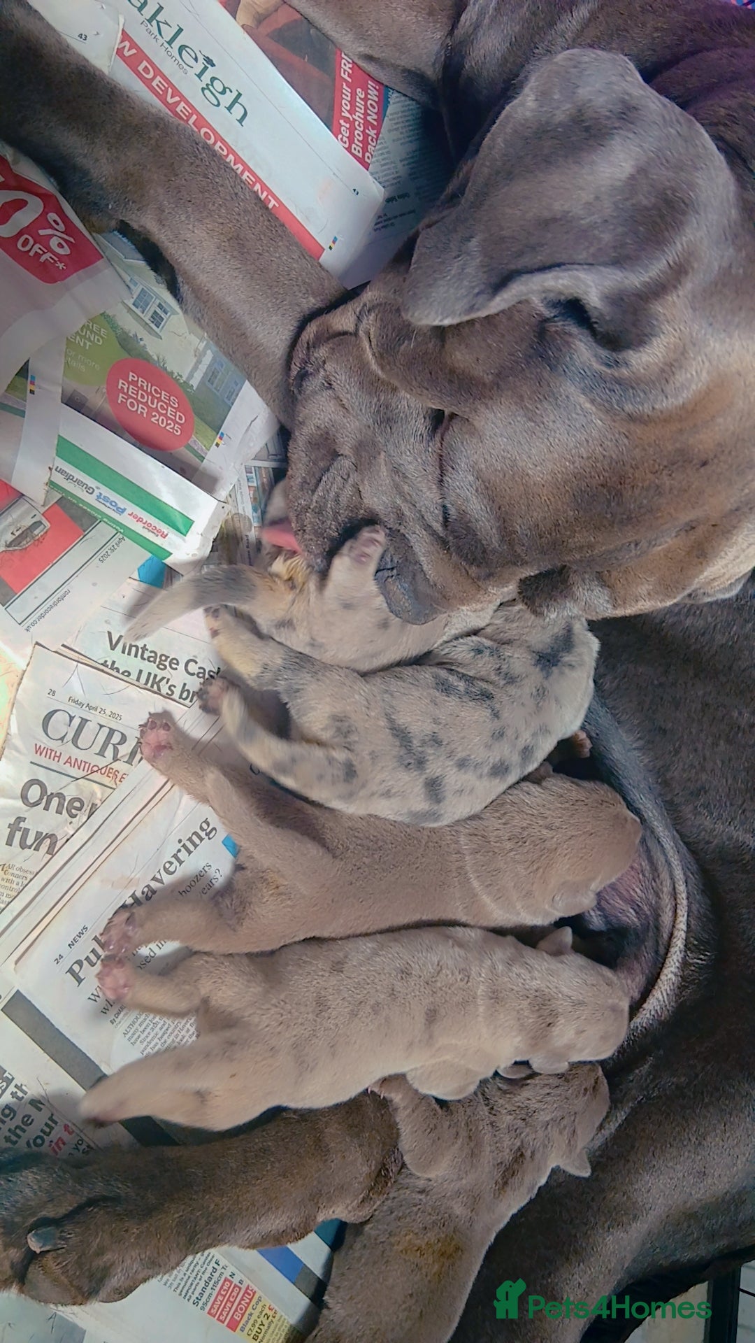 Mixed Breed dogs for sale: Beautiful Molesser Mastiff pups - Image 9