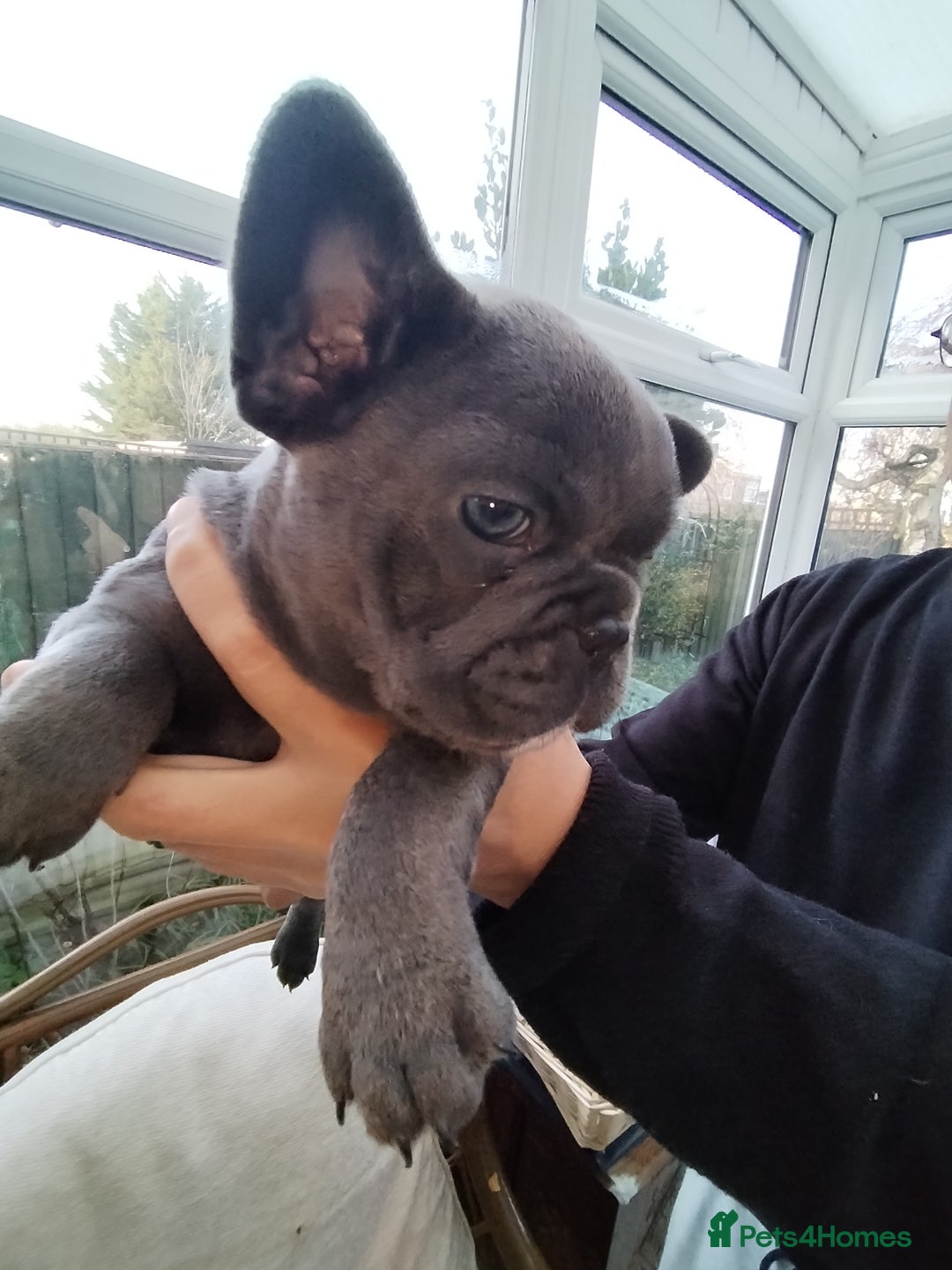 French Bulldog dogs for sale: French bulldog female blue colour - Advert 8