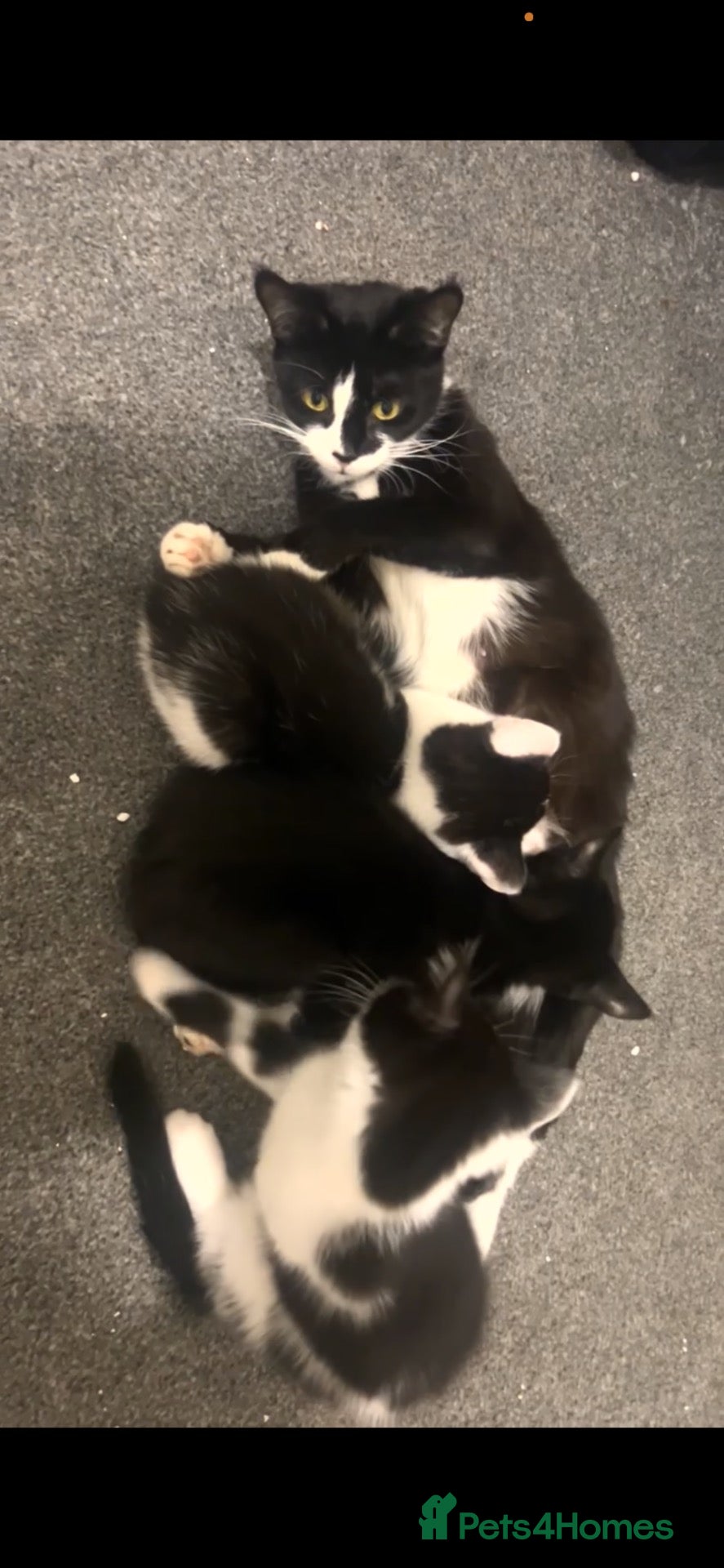 Domestic Shorthair cats 2 beautiful male tuxedo kittens🩷 - Advert 1