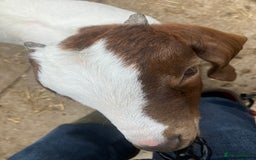 Goats livestock for sale: Pure Boer Goats for Sale - Image 1