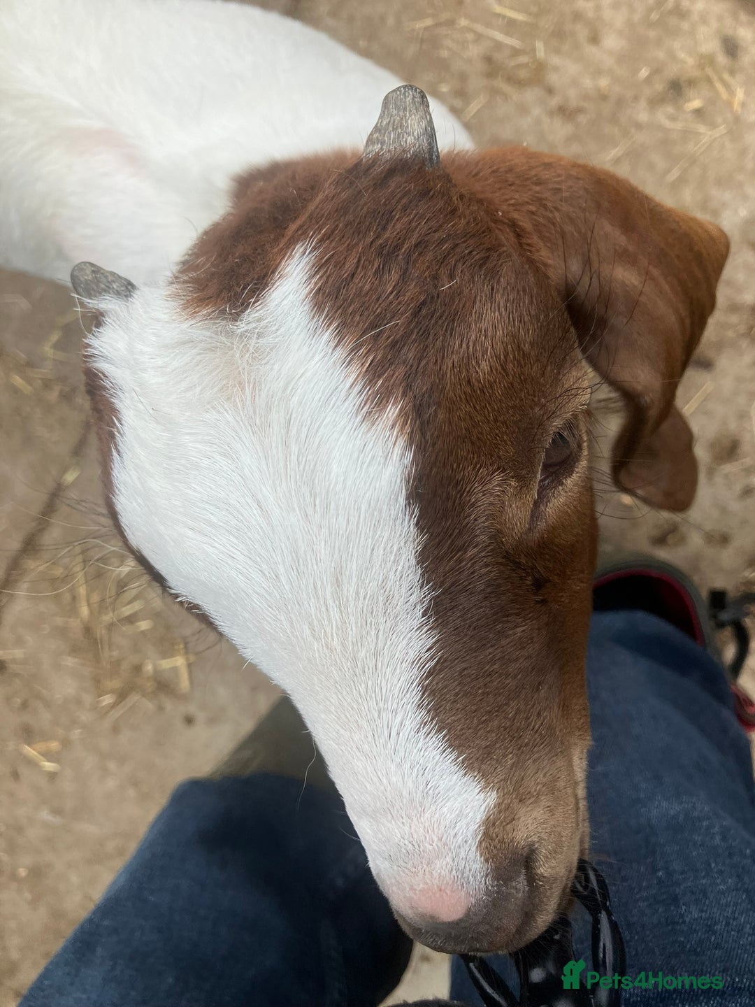 Goats livestock for sale: Pure Boer Goats for Sale - Image 1