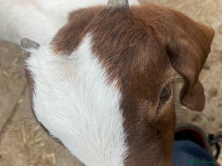 Goats livestock - Advert 18