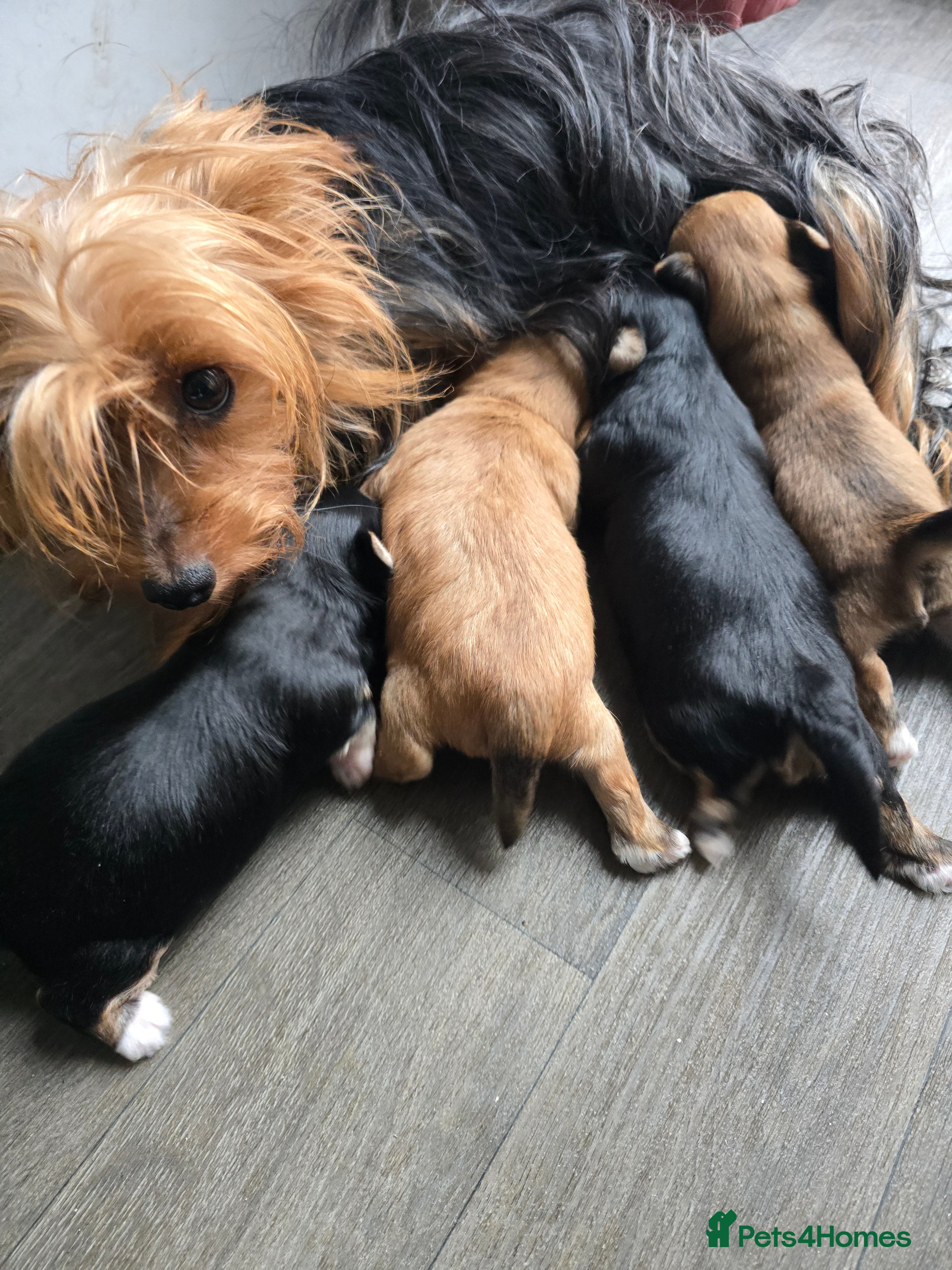 Morkie dogs Morkie puppies for sale - Advert 7