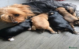 Morkie dogs for sale: Morkie puppies for sale - Image 1