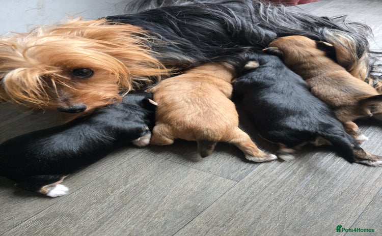 Morkie dogs - Advert 1