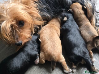 Morkie dogs - Advert 1