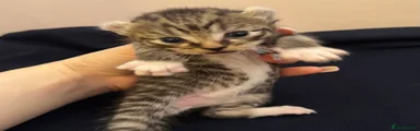 Tabby Female