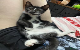 Mixed Breed cats for sale: Kittens ready to go!!😸 - Image 2