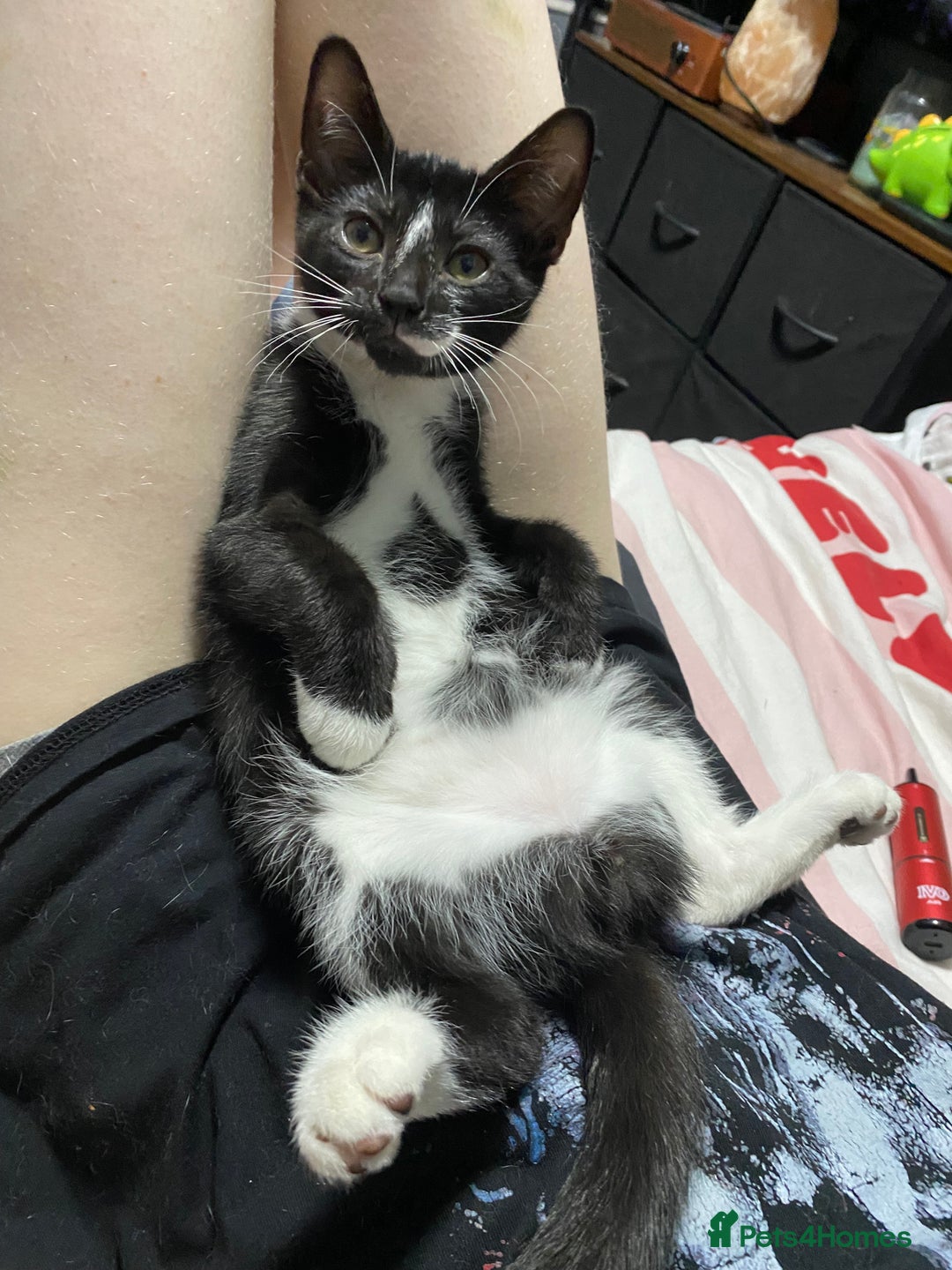 Mixed Breed cats for sale: Kittens ready to go!!😸 - Image 2