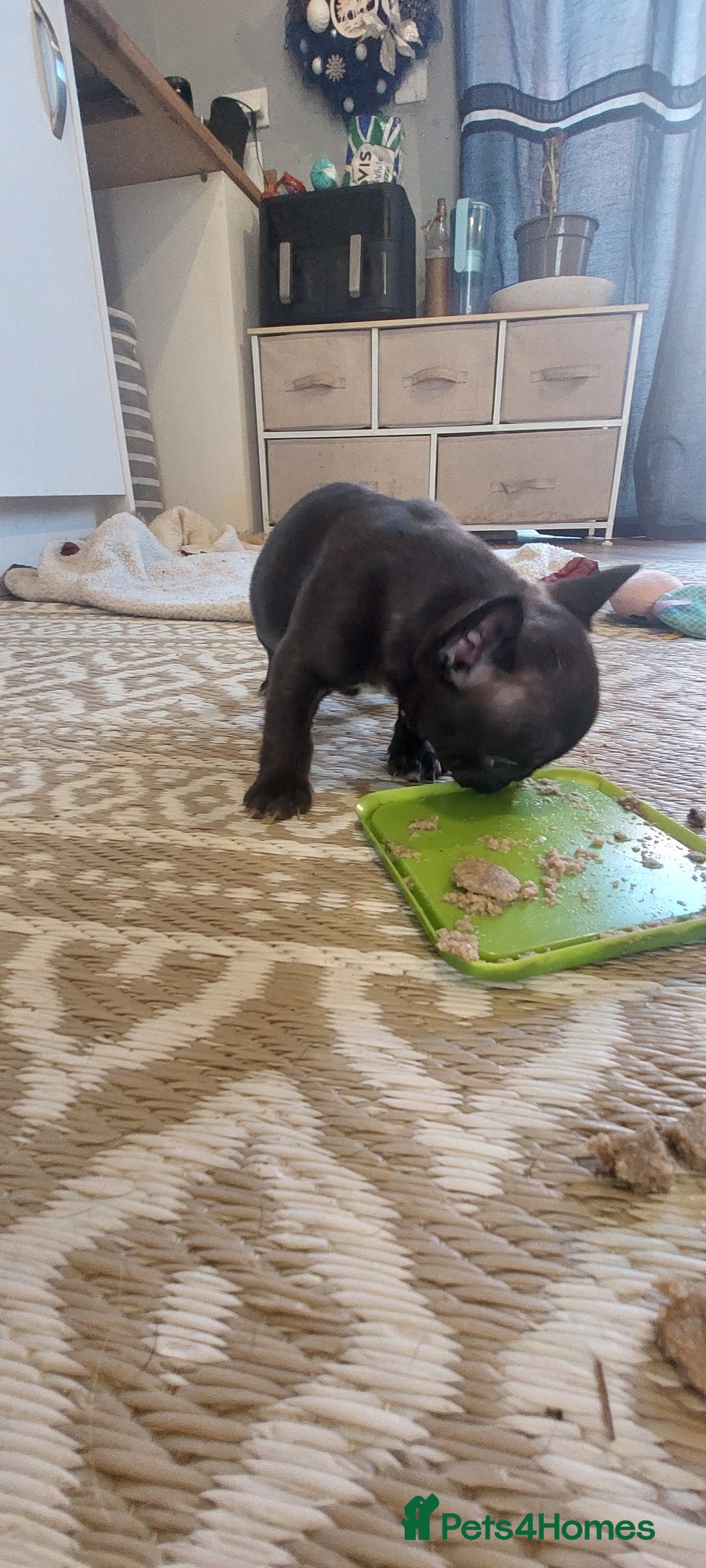 French Bulldog dogs for sale: 2 female french bulldog puppies merle  - Advert 6