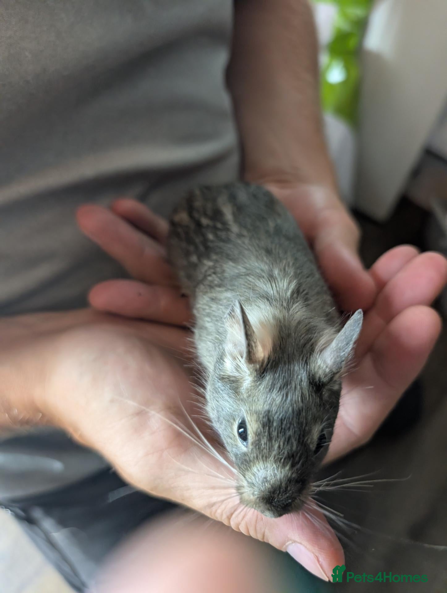 Degus rodents 5 females Degus ready for their forever homes - Advert 2