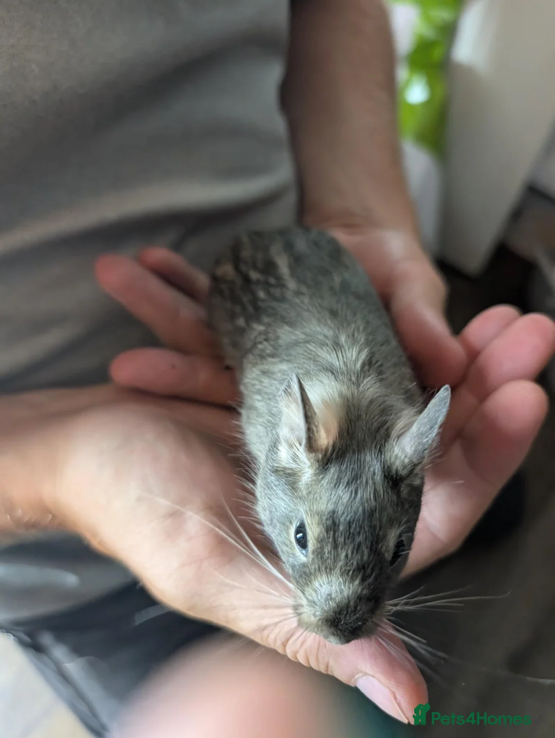 Degus rodents for sale: 5 females Degus ready for their forever homes - Advert 2