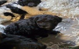 Labradoodle dogs for sale: Gorgeous Labradoodle Babies  - Image 20